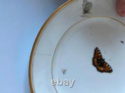 Christopher Potter c. 1795 Paris Porcelain Hand Painted Butterfly Plate 22cm 16