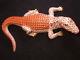 Herend Hand Painted Porcelain Alligator Crocodile Rust Fishnet 15540 Mint