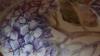Ortensie Dipinte A Mano Su Porcellana Cinzia Defendi Hydrangeahand Painted Porcelain Square Shaders Lenny Kravitz