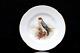 Royal Worcester Hand Painted Merlin Bird Of Prey Small Plate Circa 1908